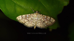 Haritalodes