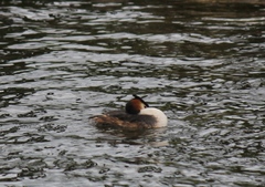 Podiceps cristatus