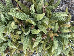 Horkelia clevelandii