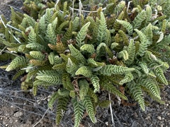Horkelia clevelandii