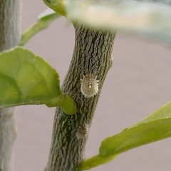Coccoidea