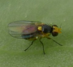 Liriomyza pisivora