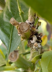 Coccoidea