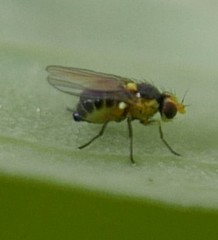 Liriomyza pisivora