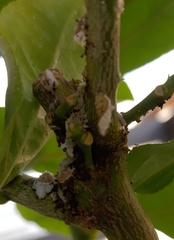 Coccoidea