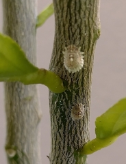 Coccoidea