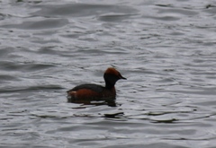 Podiceps auritus
