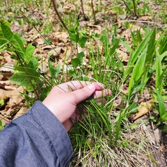Carex umbrosa pseudosabynensis