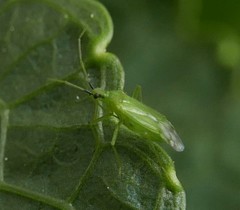 Macrolophus pygmaeus
