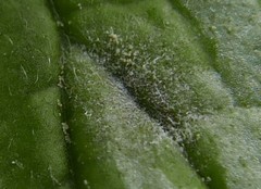 Neoerysiphe galeopsidis