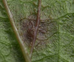 Neoerysiphe galeopsidis