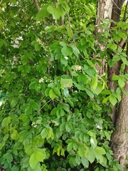 Prunus padus