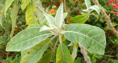 Solanum giganteum