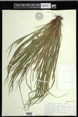 Carex debilis rudgei