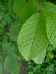 Prunus padus