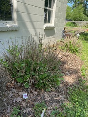 Magnoliopsida