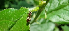 Lasius