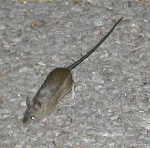 Western Jumping Mouse (Mammals of Sagehen Creek Basin, CA) · iNaturalist