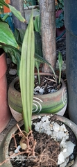 Phaius
