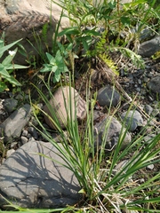 Carex eleusinoides