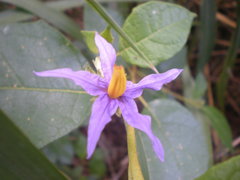 Solanum paludosum