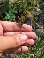 Carex eleusinoides