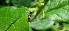 Lasius