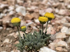 Erigeron aphanactis