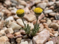 Erigeron aphanactis