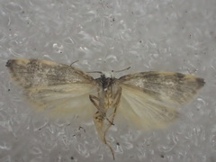 Zonopetala