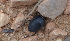 Erodius tibialis