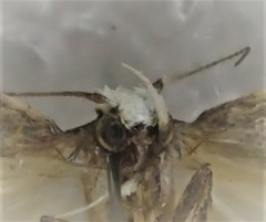 Zonopetala