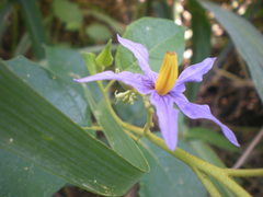 Solanum paludosum