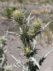 Cirsium mohavense