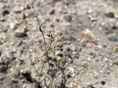 Eriogonum maculatum