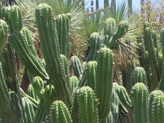 Myrtillocactus schenckii