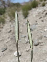 Calochortus striatus