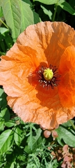 Papaver rhoeas