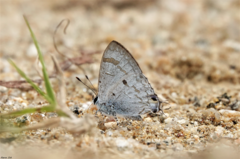 Hypolycaena pahanga