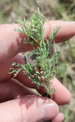Artemisia abrotanum