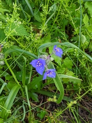 Tradescantia bracteata