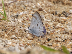 Hypolycaena pahanga