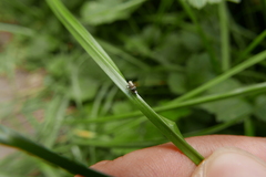 Dicranotropis hamata