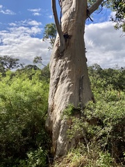 Eucalyptus diversicolor
