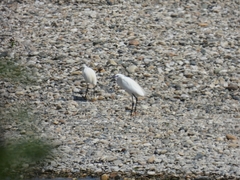 Egretta garzetta