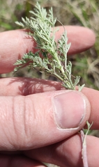 Artemisia abrotanum