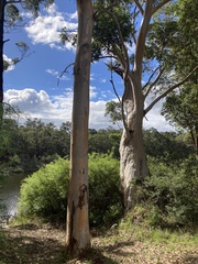 Eucalyptus diversicolor
