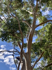 Eucalyptus diversicolor