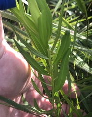 Stillingia sylvatica