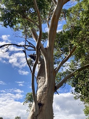 Eucalyptus diversicolor